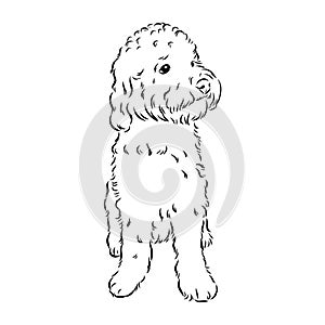 Labradoodle Mix dog - vector isolated illustration on white background