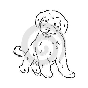 Labradoodle Mix dog - vector isolated illustration on white background