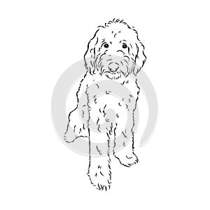 Labradoodle Mix dog - vector isolated illustration on white background