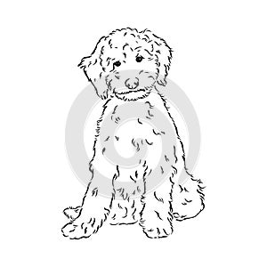 Labradoodle Mix dog - vector isolated illustration on white background