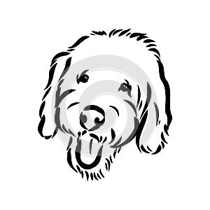 Labradoodle Mix dog - vector isolated illustration on white background