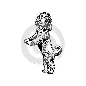 Labradoodle Mix dog - vector isolated illustration on white background photo