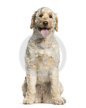 Labradoodle