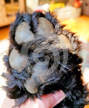 Labradoodle paw foot