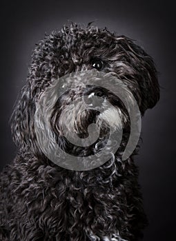 Labradoodle photographed in the studio