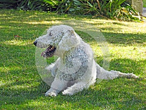Labradoodle poodle white haired curly dog pets animals