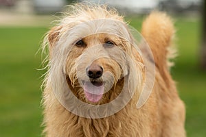 Labradoodle portait close up with tongue out