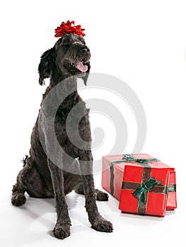 Labradoodle Present