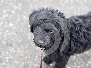 Labradoodle puppy