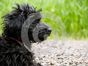 Labradoodle puppy