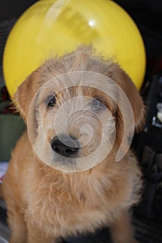 Labradoodle puppy