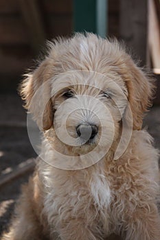 Labradoodle puppy