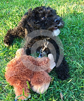 Labradoodle Puppy