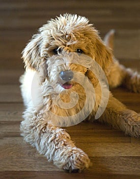 Labradoodle puppy laying on a hickory wood floor