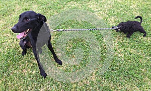 Labradoodle Puppy pulling leash of older dog