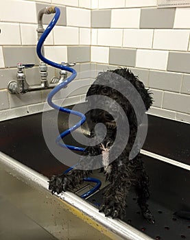 Labradoodle Puppy at Self-Serve Dog Wash