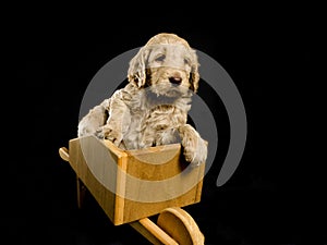 Labradoodle Puppy in a Wheelbarrow