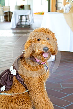 Labradoodle Ring Bearer at Wedding