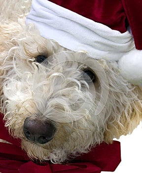 Labradoodle with Santa hat and red bow