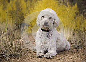 Labradoodle on Sheep Rock Trail