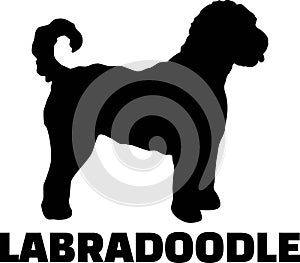 Labradoodle silhouette real word