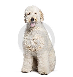 Labradoodle sitting in front of white background
