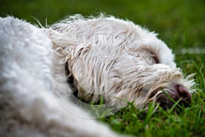 Labradoodle Sleeping