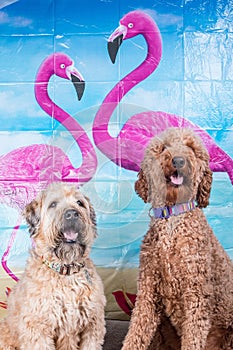 Labradoodle and Soft-coated Wheaten Terrier dogs standing on flamingos picture background