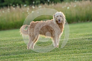 Labradoodle standing alert in a grassy field