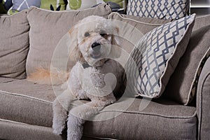 Labradoodle staring at the camera from the sofa