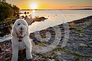 Labradoodle sunset