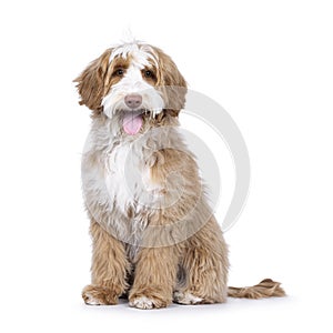 Labradoodle on white background