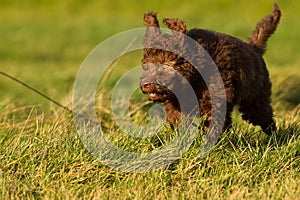 Labradoodle young