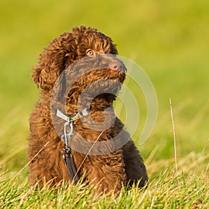 Labradoodle young