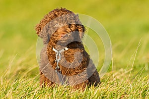 Labradoodle young