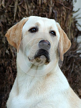 Labrador