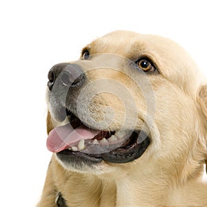 Labrador