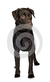 Labrador (8 months)