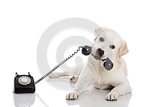 Labrador answering a call