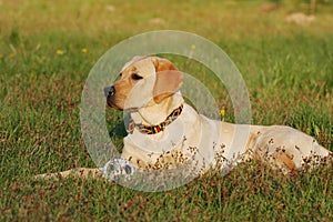 Labrador with ball