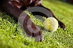 Labrador & Ball