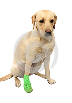 Labrador with bandaged foot photo