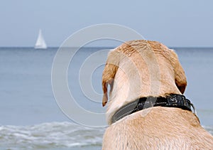 Labrador on the beach