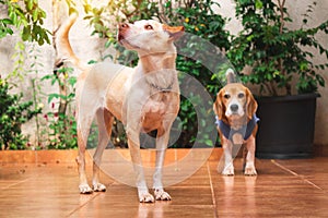 Labrador and beagle puppies in the sunny garden