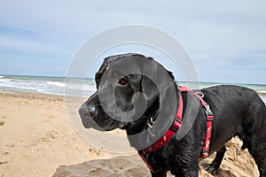 Labrador black dog pet playing on the beach by the sea.