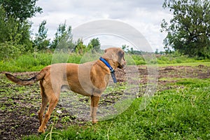 Labrador brack dog looking foward