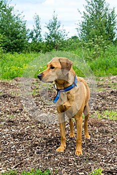 Labrador brack dog looking foward