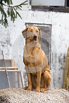 Labrador brack dog on straw ball