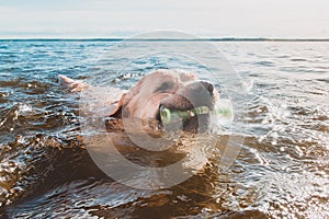 Labrador is a brave lifeguard and a good swimmer