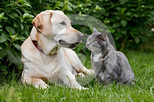 Labrador and cat bond peacefully in lush greenery, embodying natural tranquility
